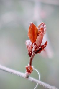 Close-up of flowering plant against blurred background