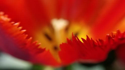 Close-up of red flowering plant