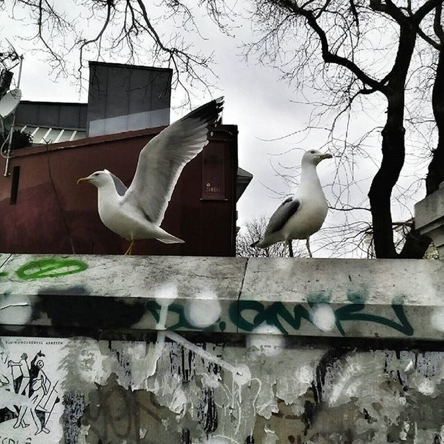 bird, animal themes, animals in the wild, wildlife, seagull, perching, built structure, building exterior, flying, spread wings, architecture, two animals, outdoors, day, pigeon, sky, nature, full length, tree, zoology