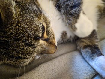 Close-up of cat sleeping