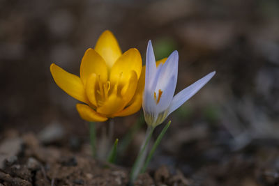 Close-up of yellow crocus flower