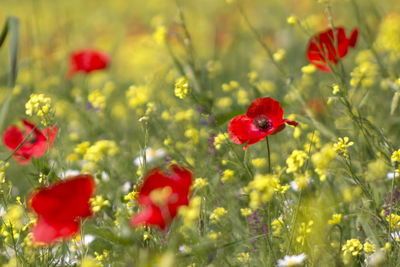Close-up of poppy flowers blooming outdoors