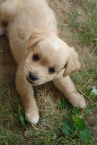 High angle portrait of puppy lying on field