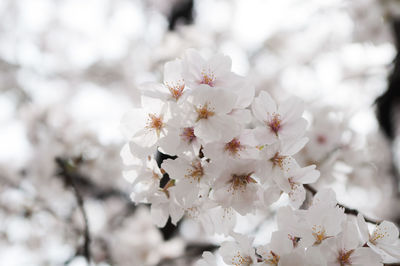 Close-up of white cherry blossom tree