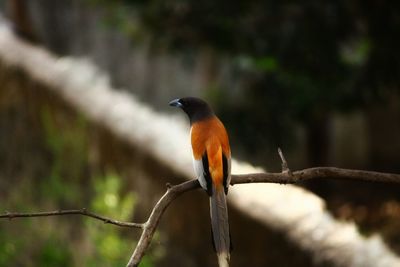 Bird perching on branch