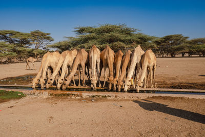 A herd of camels drinking water at kalacha oasis in north horr, kenya