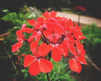 Close-up of red flowers blooming outdoors