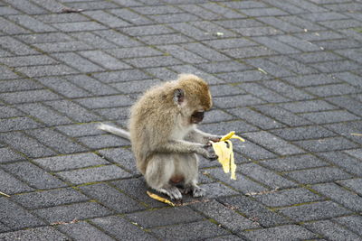 Monkey on the street