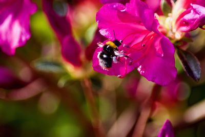 Close-up of bee on flower