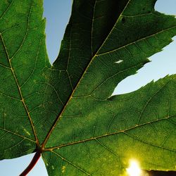 leaf