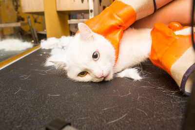 Cat grooming in pet grooming salon. woman uses the trimmer for trimming fur.