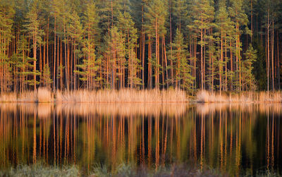 Scenic view of lake in forest