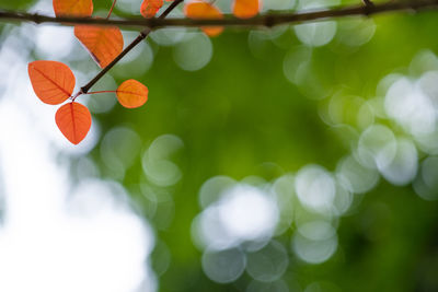 Close-up of plants against blurred background