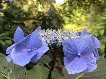 Close-up of purple flowering plant