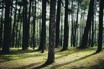 Trees growing in forest