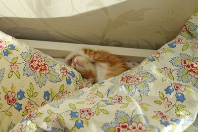 Cat sleeping on bed at home