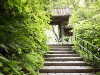 Staircase amidst trees and plants in garden