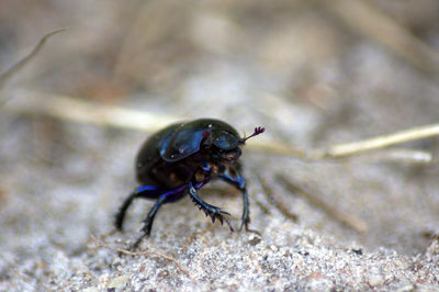 Close-up of insect