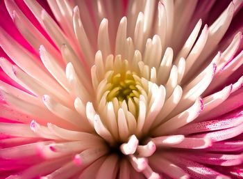 Full frame shot of pink flower