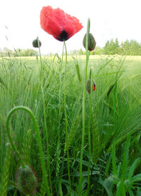 Close-up of red flowers growing in field