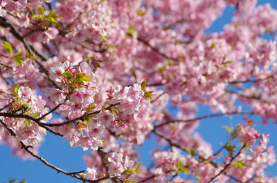 Close-up of pink flowers on tree