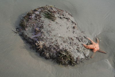 High angle view of starfish swimming in sea