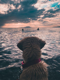 Rear view of dog on beach