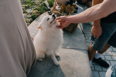 Low section of people with dog