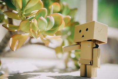 Close-up of danbo by succulent plant