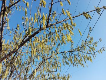 Low angle view of flowering plant against clear blue sky