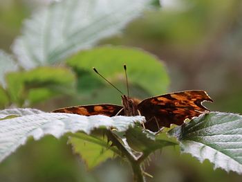 Close-up of butterfly on plant