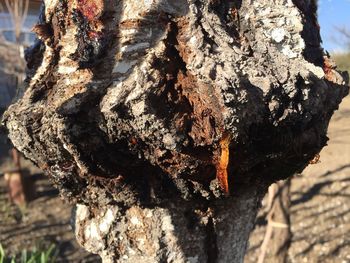 Close-up of tree