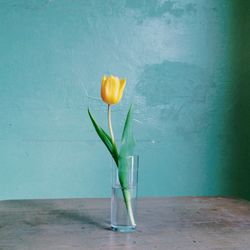 Close-up of flowers in vase