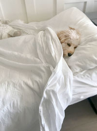 Dog in bed 