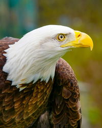 Close-up of a bird