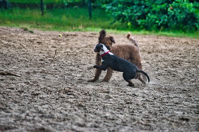 Rear view of dog running on street