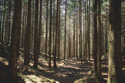 Trees in forest