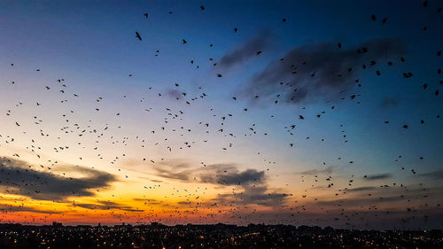 Flock of birds flying in sky