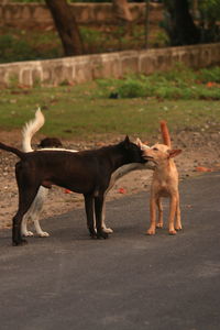 Dogs standing on road