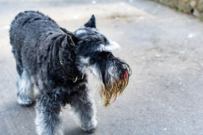 Close-up of a dog