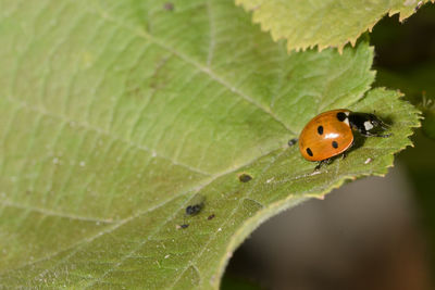 Close-up of ladybug on leaf