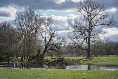 Bare trees by lake against sky