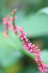 Close-up of pink flowering plant