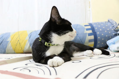 Cat resting on bed at home