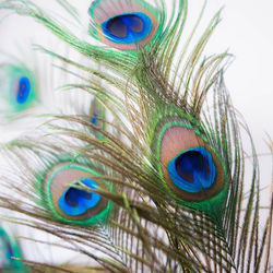 Close-up portrait of peacock