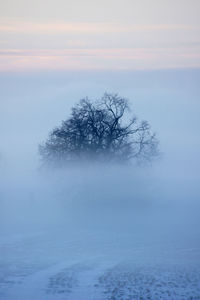 Bare trees on snow covered landscape against sky during sunset