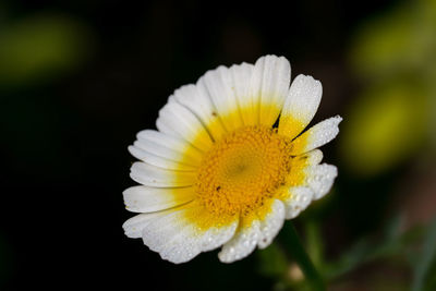 Close-up of white daisy flower