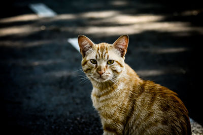 Portrait of cat sitting outdoors