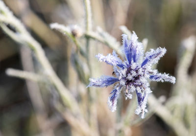 Close-up of purple flowering plant