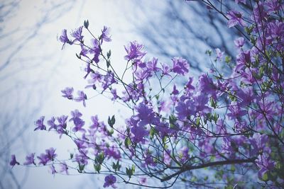 Close-up of cherry blossom tree